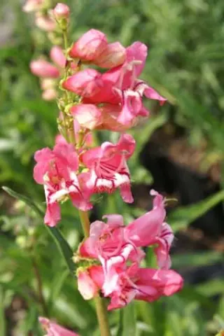 Penstemon 'Saskatoon Hybr.roze'