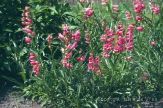 Penstemon 'Saskatoon Hybr.roze'