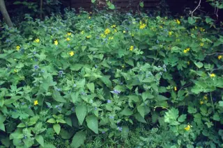Pentaglottis sempervirens