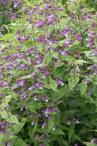 Penstemon smallii