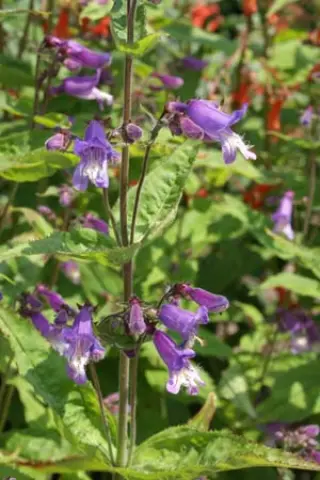 Penstemon smallii