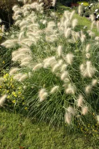 Pennisetum villosum