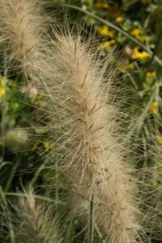Pennisetum villosum