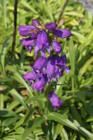 Penstemon virgatus 'Blue Buckle'
