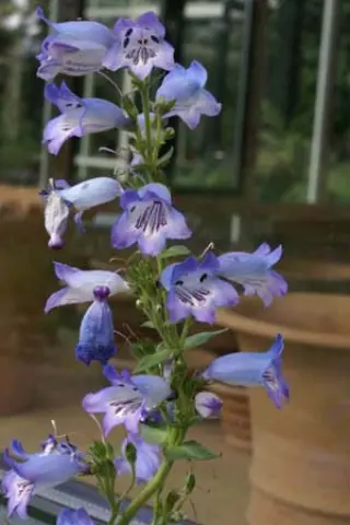 Penstemon 'Woodpecker'