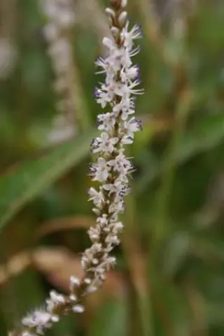 Persicaria amplexicaulis 'Alba'