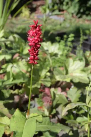 Persicaria amplexicaulis 'Anne's Choice'