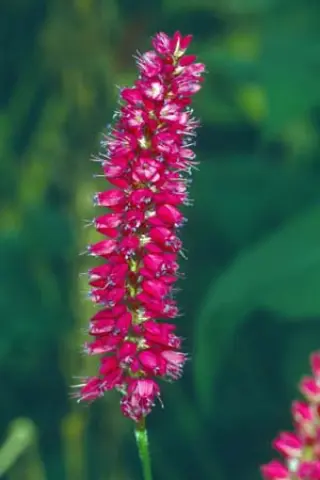 Persicaria amplexicaulis 'Atrosanguinea'