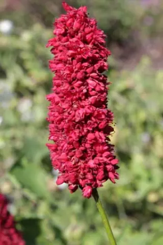 Persicaria amplexicaulis 'Black Adder'