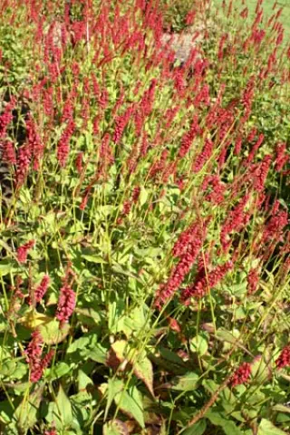 Persicaria amplexicaulis 'J.s. Caliente'