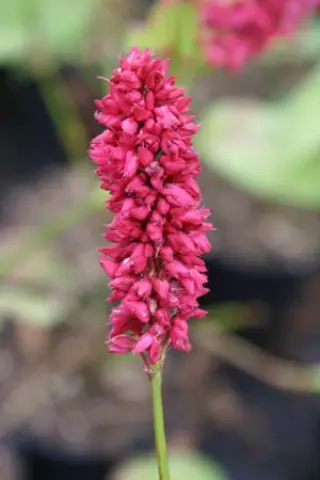 Persicaria amplexicaulis 'Dikke Floskes'