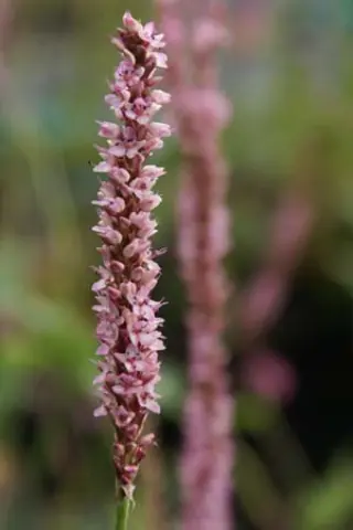 Persicaria amplexicaulis 'Early Pink Lady'