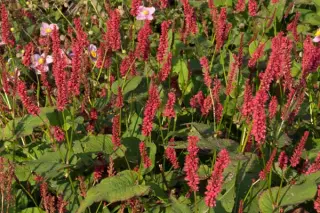 Persicaria amplexicaulis ex 'Dikke Floskes'
