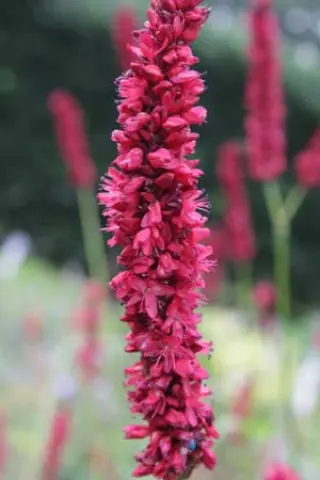 Persicaria amplexicaulis 'Fat Domino'