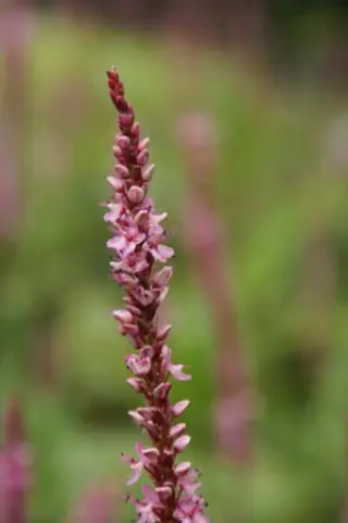 Persicaria amplexicaulis 'Fine Pink'