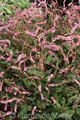 Persicaria amplexicaulis 'Janet'