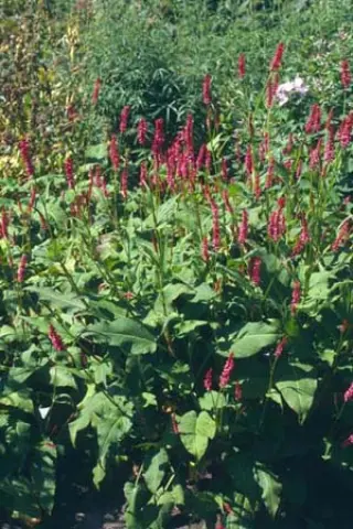 Persicaria amplexicaulis 'Lage Zaailing'