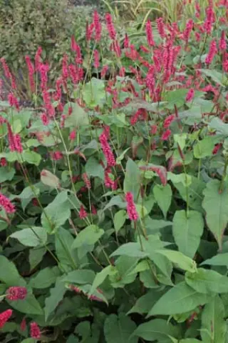 Persicaria amplexicaulis 'Lisan'