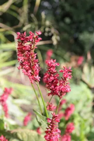 Persicaria amplexicaulis 'Miranda'