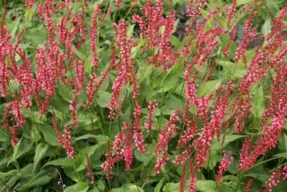 Persicaria amplexicaulis 'Orangofield'