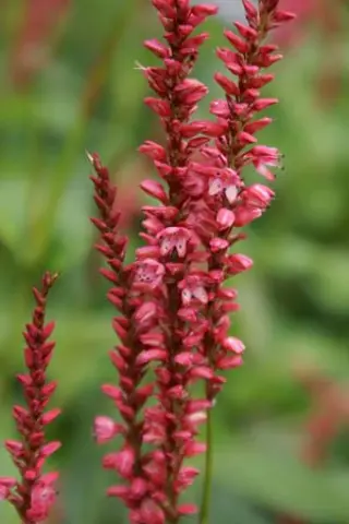 Persicaria amplexicaulis 'Orangofield'