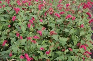 Persicaria amplexicaulis var. pendula