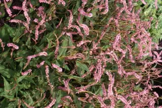 Persicaria amplexicaulis 'Pink Elephant'