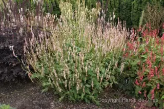 Persicaria amplexicaulis 'Pink Mist'