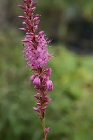 Persicaria amplexicaulis 'Rowden Gem'