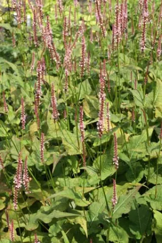 Persicaria amplexicaulis 'Rosea'