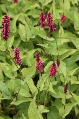 Persicaria amplexicaulis 'Taurus