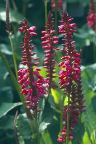 Persicaria amplexicaulis 'Taurus