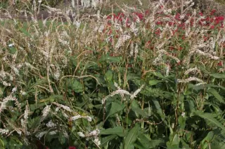 Persicaria amplexicaulis 'White Eastfield'