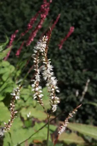 Persicaria amplexicaulis 'White Eastfield'
