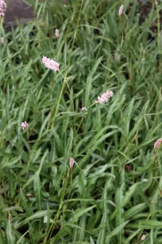Persicaria bistorta angustifolium