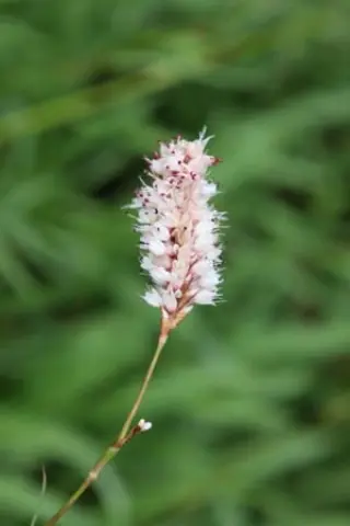 Persicaria bistorta angustifolium