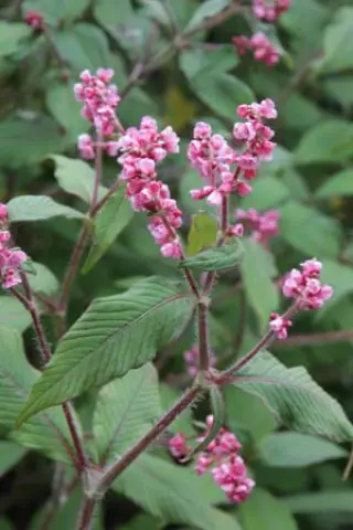 Persicaria campanulata coll. Sikkim