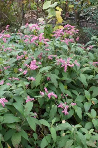 Persicaria campanulata coll. Sikkim
