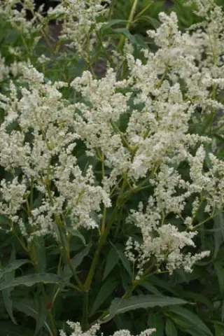 Persicaria dshawachischwilii