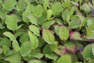 Persicaria 'Indian Summer'