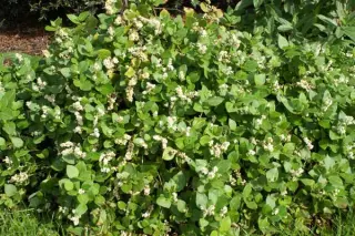 Persicaria kahil
