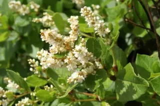 Persicaria kahil
