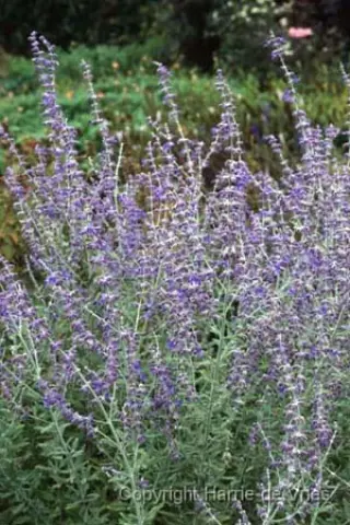 Perovskia 'Longin Ziegler'