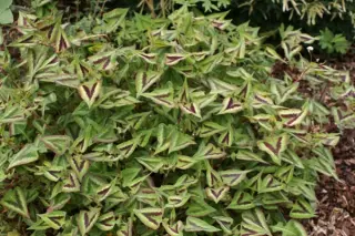 Persicaria microcephala 'Purple Fantasy'