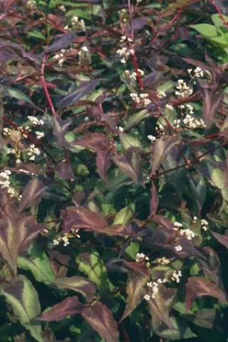 Persicaria microcephala 'Red Dragon'