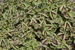 Persicaria microcephala 'Silver Brown'