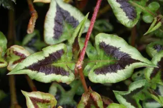 Persicaria microcephala 'Silver Brown'