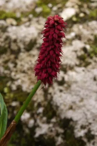 Persicaria milletii