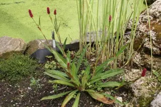 Persicaria milletii