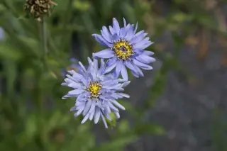 Perezia multiflora